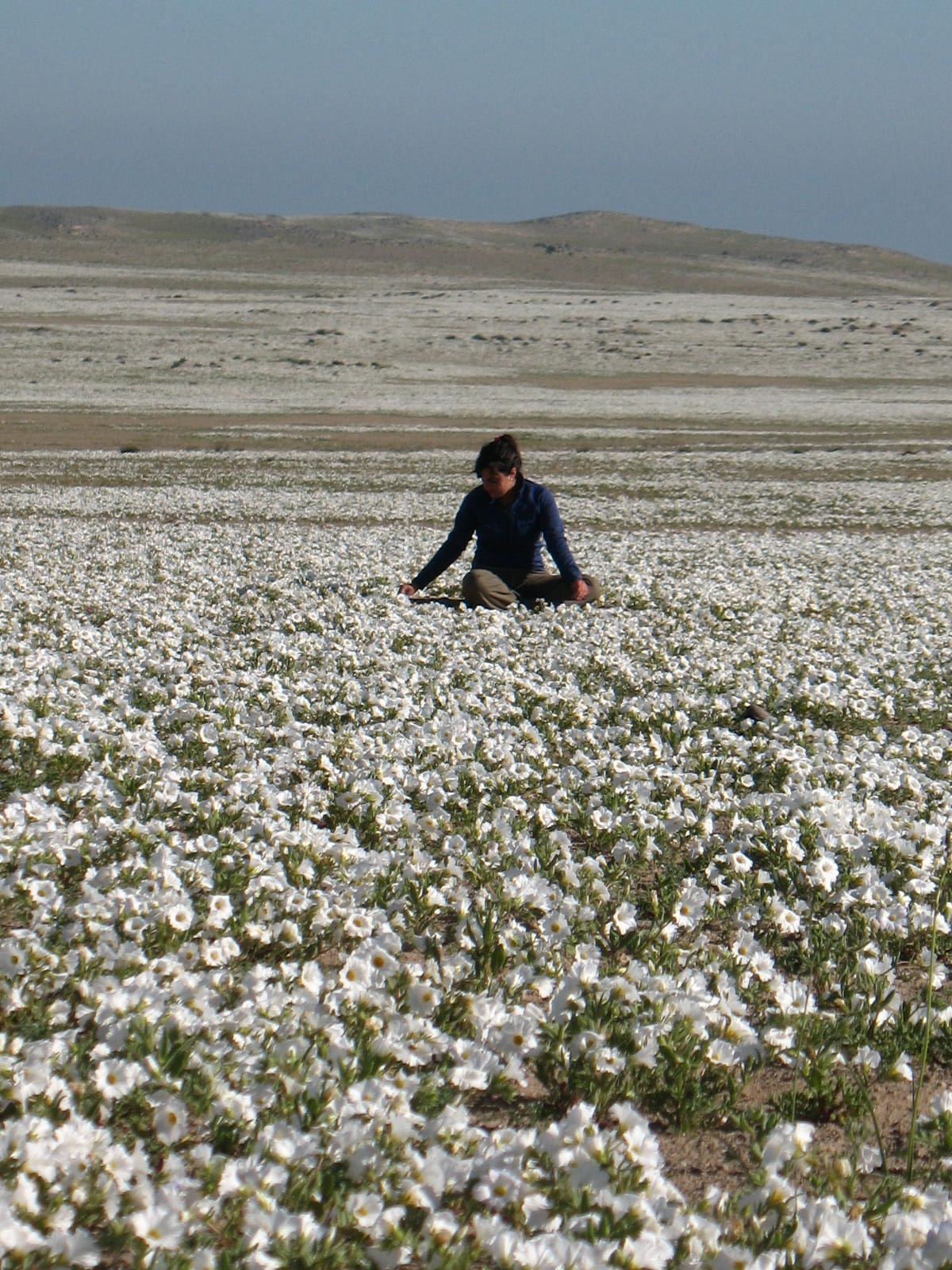 Desierto florido en Bahía Salada, Región de Atacama